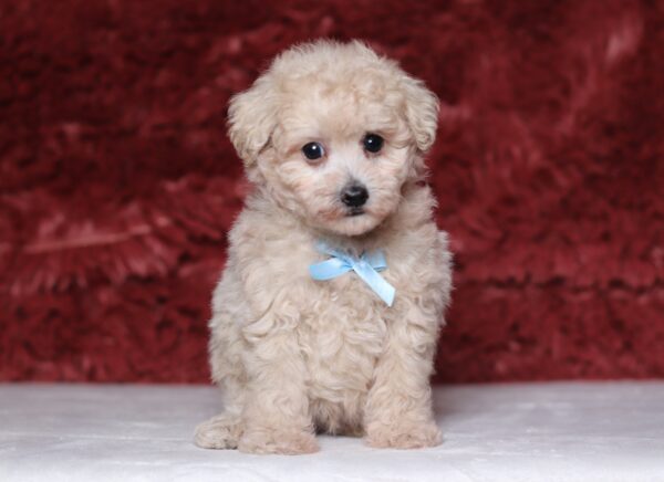 3446bb-Roselyn-Mini-Poodle-Puppy-The-Puppy-Lodge-scaled.jpg