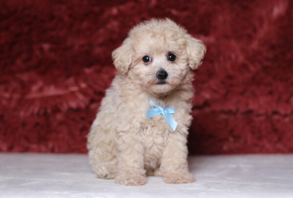 3446bbb-Roselyn-Mini-Poodle-Puppy-The-Puppy-Lodge-scaled.jpg