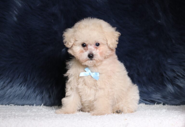 3446c-Ronnie-Mini-Poodle-Puppy-The-Puppy-Lodge-scaled.jpg