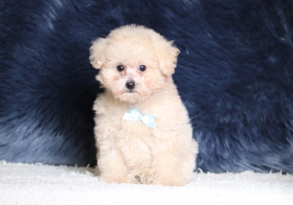 3446cc-Ronnie-Mini-Poodle-Puppy-The-Puppy-Lodge-scaled.jpg