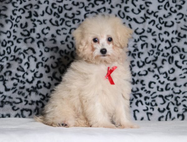 3446eRonnie Mini Poodle Puppy-The Puppy Lodge.JPG