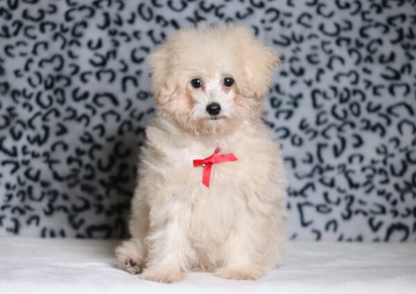 3446eeeRonnie-Mini-Poodle-Puppy-The-Puppy-Lodge-scaled.jpg