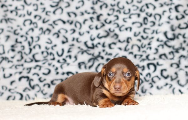 3447aPiper-dachshund-puppy-The-Puppy-Lodge-scaled.jpg