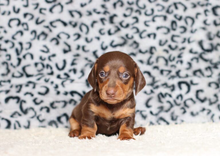 3447aaPiper-dachshund-puppy-The-Puppy-Lodge-scaled.jpg