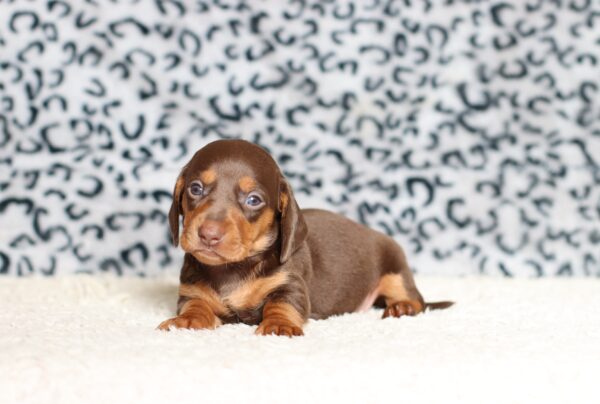 3447aaaPiper dachshund puppy -The Puppy Lodge.JPG