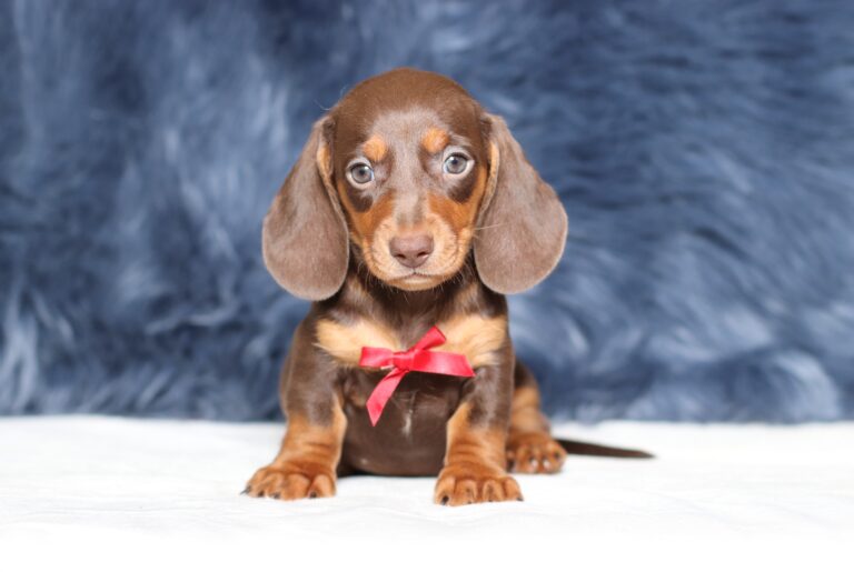 3447bbb-Piper-dachshund-puppy-The-Puppy-Lodge-scaled.jpg