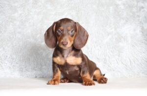3447ccc Piper dachshund puppy -The Puppy Lodge.JPG