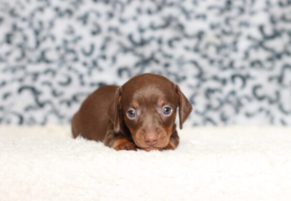 3448aPrinz-dachshund-puppy-The-Puppy-Lodge-scaled.jpg