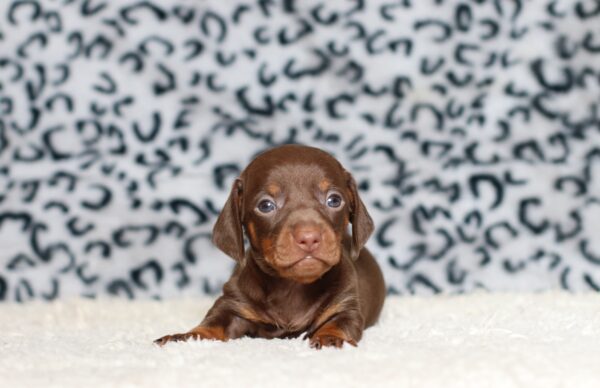 3448aaPrinz-dachshund-puppy-The-Puppy-Lodge-scaled.jpg