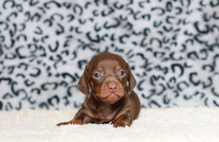 3448aaPrinz-dachshund-puppy-The-Puppy-Lodge-scaled.jpg
