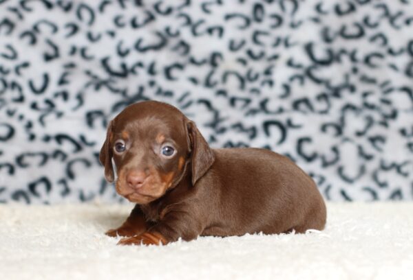 3448aaaPrinz dachshund puppy -The Puppy Lodge.JPG