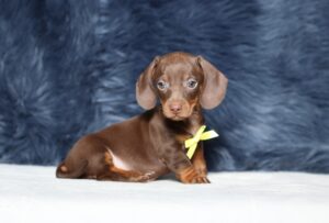 3448bbb-Prinz-dachshund-puppy-The-Puppy-Lodge-scaled.jpg