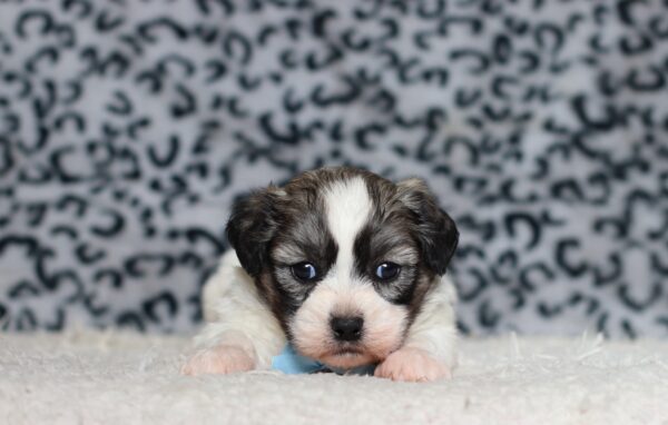 3449a-Bennet-Teddy-Bear-Puppy-The-Puppy-Lodge-scaled.jpg