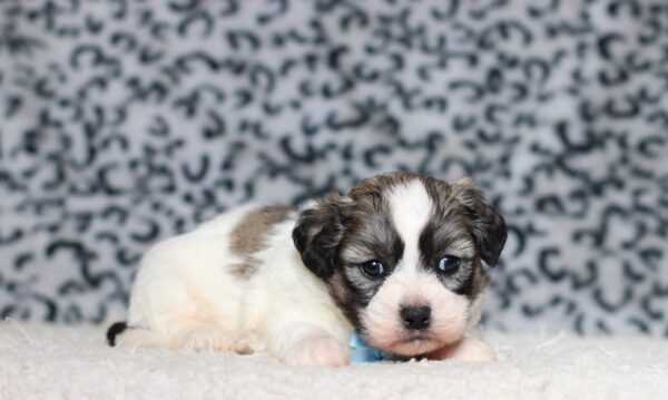 3449aa-Bennet-Teddy-Bear-Puppy-The-Puppy-Lodge-scaled.jpg
