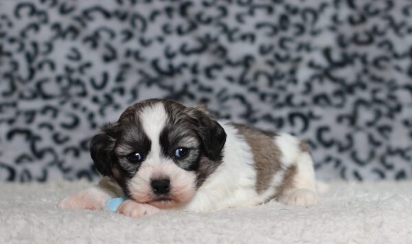 3449aaa-Bennet-Teddy-Bear-Puppy-The-Puppy-Lodge-scaled.jpg