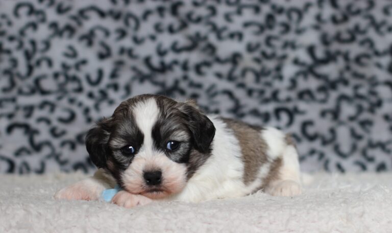 3449aaa-Bennet-Teddy-Bear-Puppy-The-Puppy-Lodge-scaled.jpg