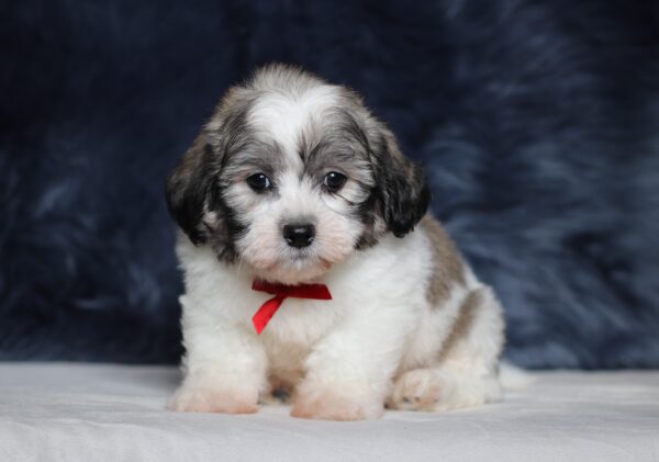 3449b-Bennet-Teddy-Bear-Puppy-The-Puppy-Lodge-scaled.jpg