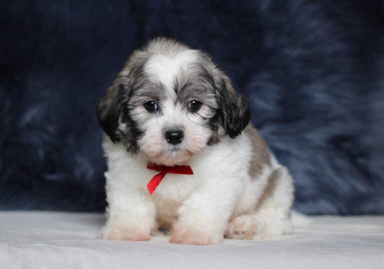 3449b-Bennet-Teddy-Bear-Puppy-The-Puppy-Lodge-scaled.jpg