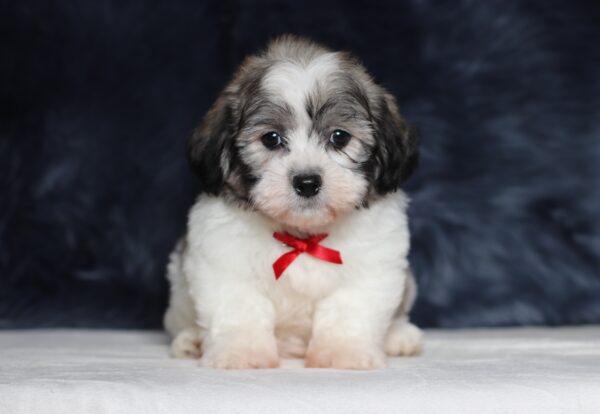 3449bb-Bennet-Teddy-Bear-Puppy-The-Puppy-Lodge-scaled.jpg