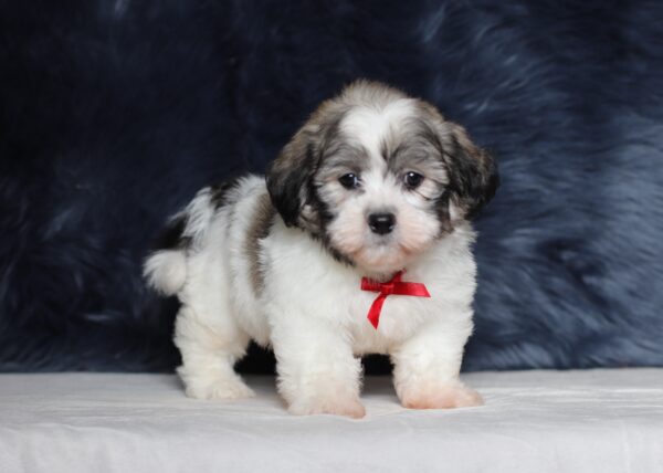 3449bbb-Bennet-Teddy-Bear-Puppy-The-Puppy-Lodge-scaled.jpg