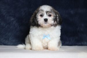 3449cc-Bennet-Teddy-Bear-Puppy-The-Puppy-Lodge