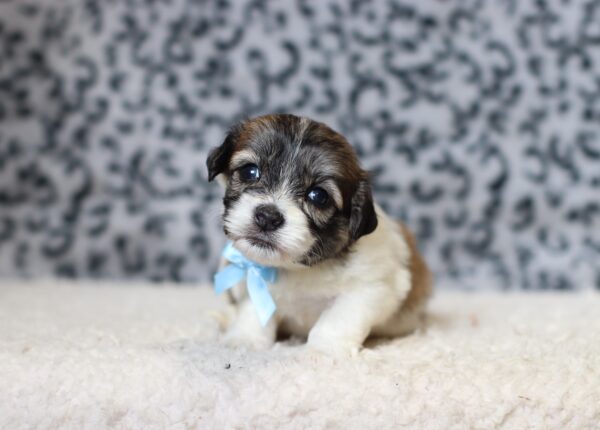 3451aBruno-Teddy-Bear-Puppy-The-Puppy-Lodge-scaled.jpg