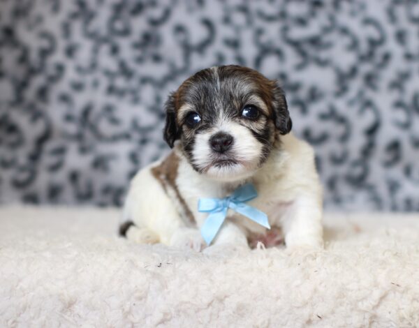 3451aaBruno-Teddy-Bear-Puppy-The-Puppy-Lodge-scaled.jpg