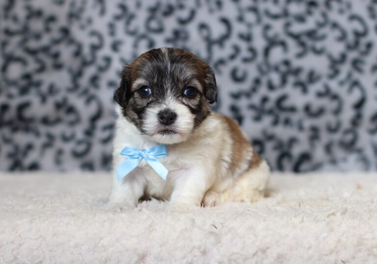 3451aaaBruno-Teddy-Bear-Puppy-The-Puppy-Lodge-scaled.jpg