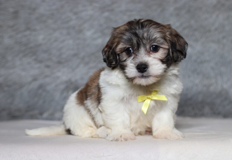 3451bbBruno-Teddy-Bear-Puppy-The-Puppy-Lodge-scaled.jpg