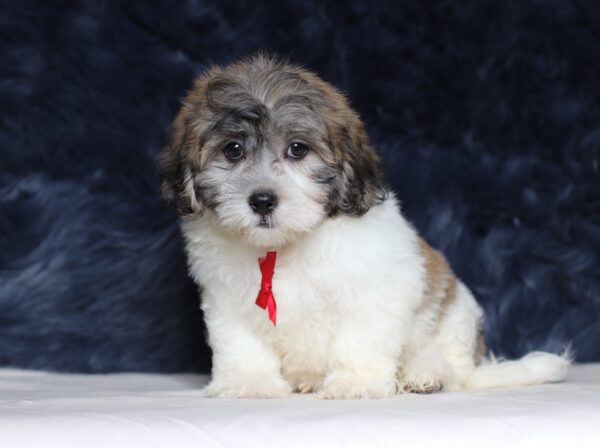 petland kendall