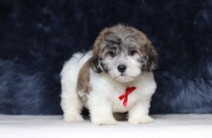 3451ccBruno-Teddy-Bear-Puppy-The-Puppy-Lodge-scaled.jpg