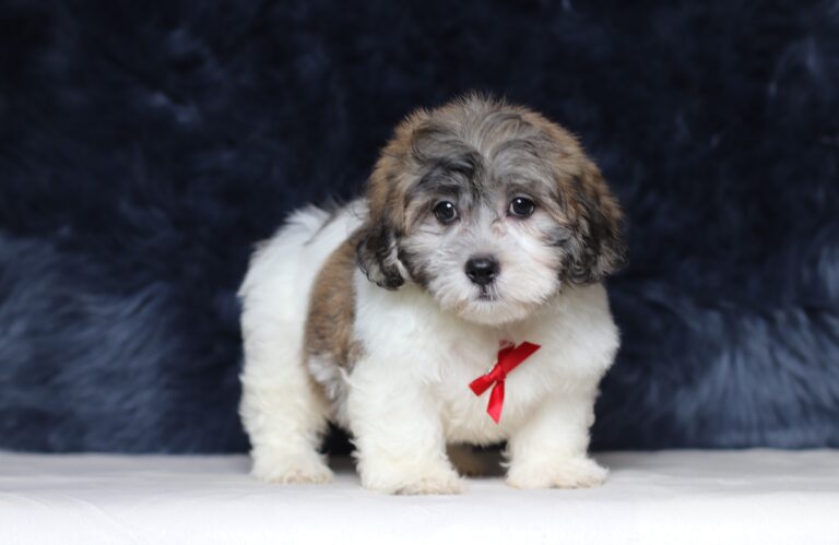 3451ccBruno-Teddy-Bear-Puppy-The-Puppy-Lodge-scaled.jpg