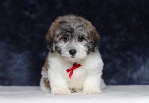 3451cccBruno-Teddy-Bear-Puppy-The-Puppy-Lodge-scaled.jpg