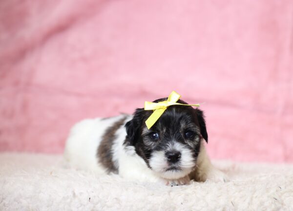 3452aBeauty-Teddy-Bear-Puppy-The-Puppy-Lodge-scaled.jpg