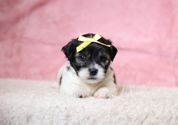 3452aaBeauty-Teddy-Bear-Puppy-The-Puppy-Lodge-scaled.jpg