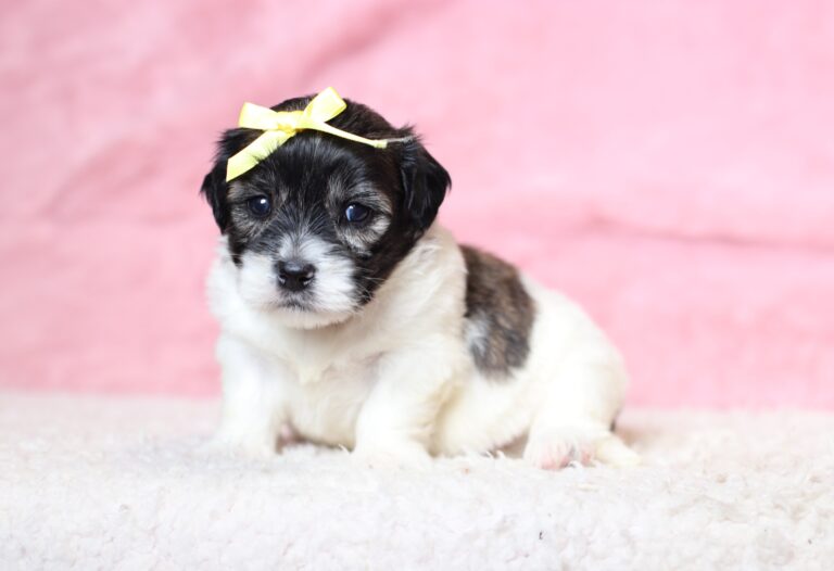 3452aaaBeauty-Teddy-Bear-Puppy-The-Puppy-Lodge-scaled.jpg