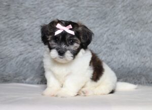 3452b-Beauty-Teddy-Bear-Puppy-The-Puppy-Lodge-scaled.jpg