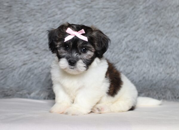 3452b-Beauty-Teddy-Bear-Puppy-The-Puppy-Lodge-scaled.jpg
