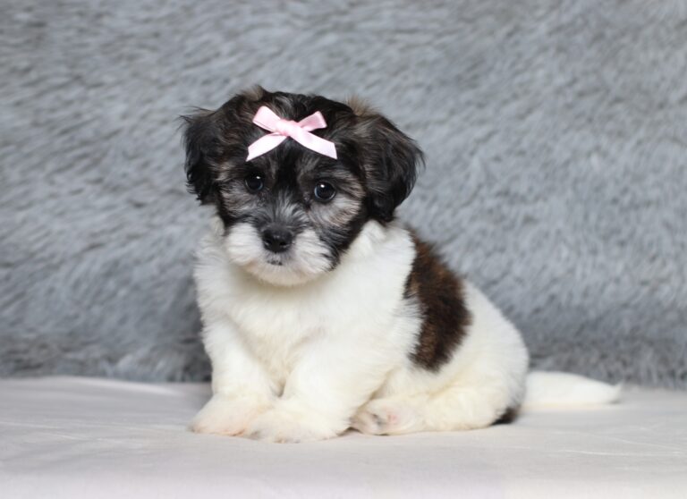 3452b-Beauty-Teddy-Bear-Puppy-The-Puppy-Lodge-scaled.jpg