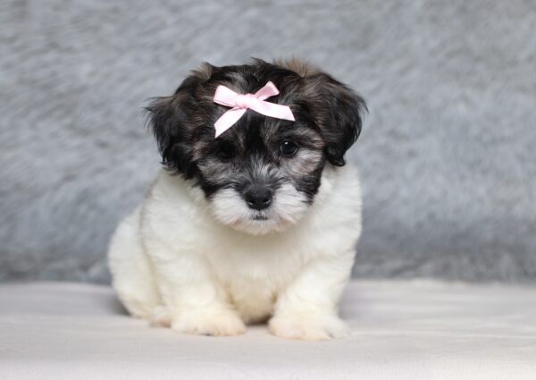 3452bb-Beauty-Teddy-Bear-Puppy-The-Puppy-Lodge-scaled.jpg