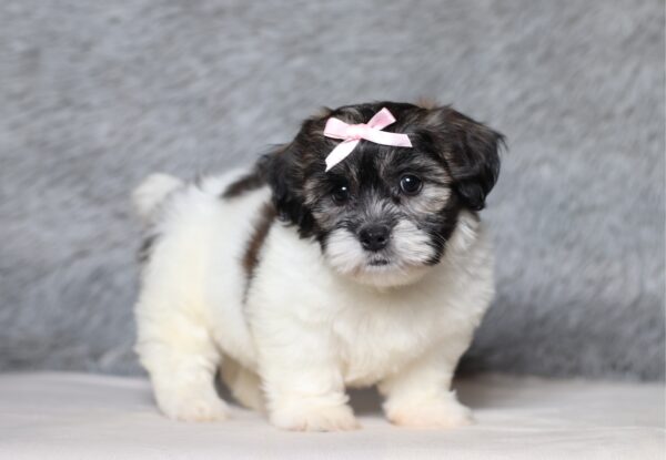 3452bbb-Beauty-Teddy-Bear-Puppy-The-Puppy-Lodge-scaled.jpg