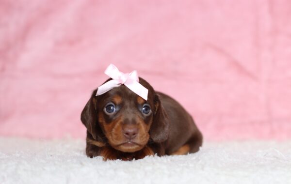 3454a-Paisley-dachshund-puppy-The-Puppy-Lodge-scaled.jpg