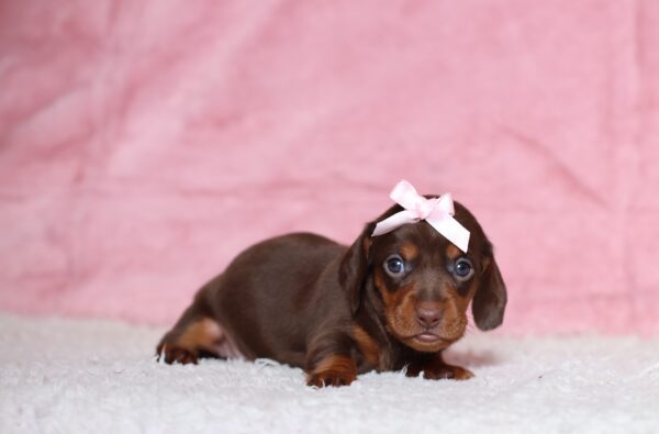 3454aa-Paisley-dachshund-puppy-The-Puppy-Lodge-scaled.jpg
