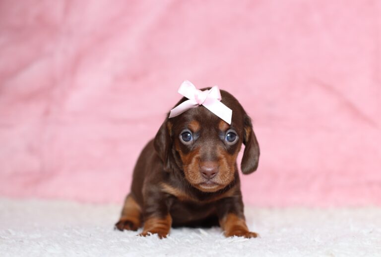 3454aaa-Paisley-dachshund-puppy-The-Puppy-Lodge-scaled.jpg