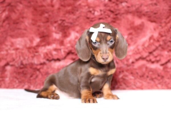3454b Paisley dachshund puppy -The Puppy Lodge.JPG