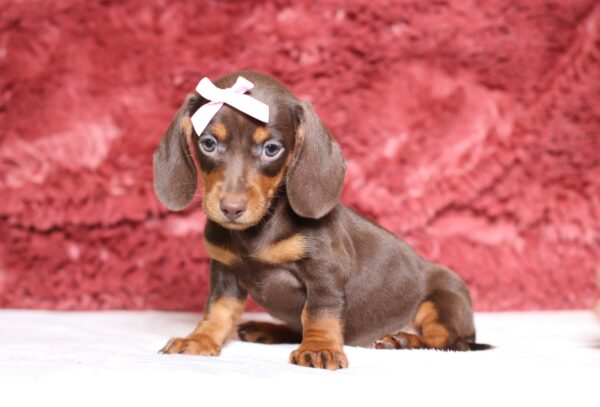 3454bb-Paisley-dachshund-puppy-The-Puppy-Lodge-scaled.jpg