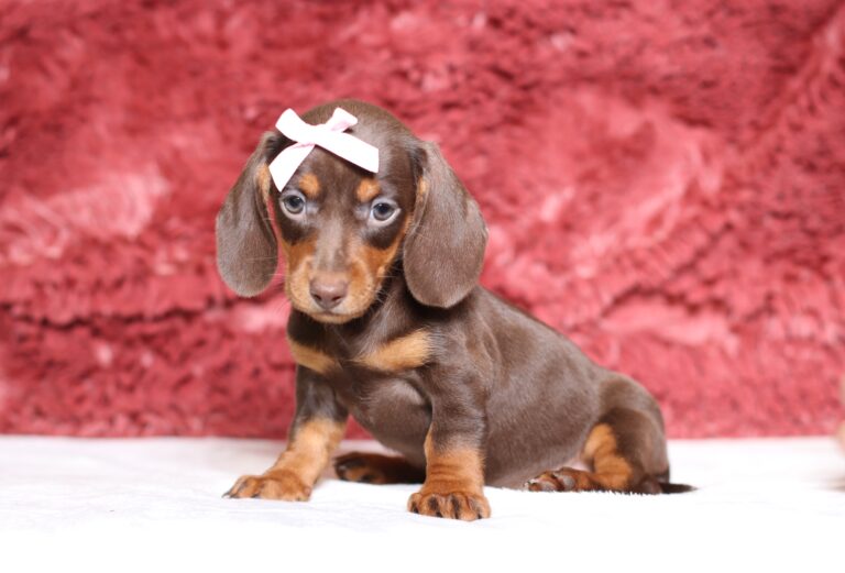 3454bb-Paisley-dachshund-puppy-The-Puppy-Lodge-scaled.jpg