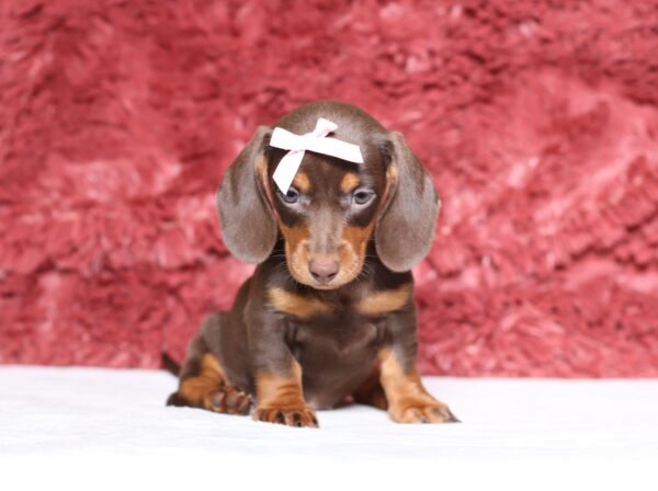 3454bbb-Paisley-dachshund-puppy-The-Puppy-Lodge-scaled.jpg