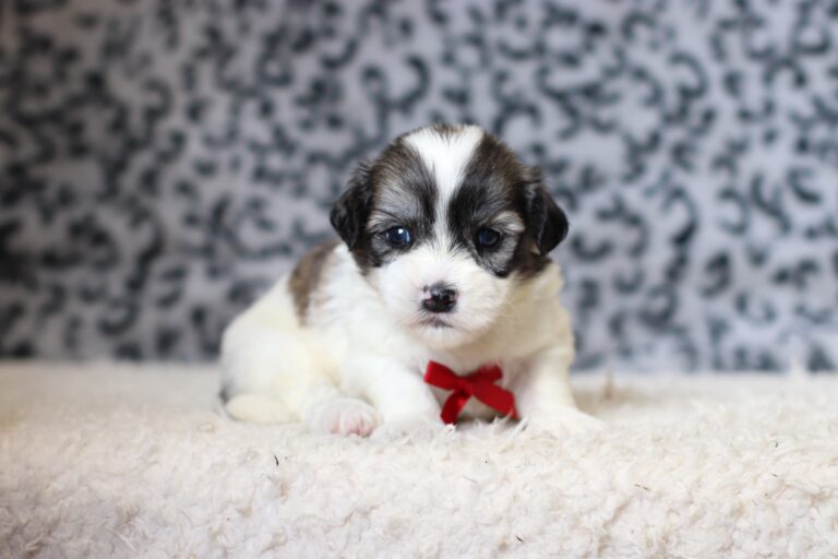3455aBob-Teddy-Bear-Puppy-The-Puppy-Lodge-scaled.jpg
