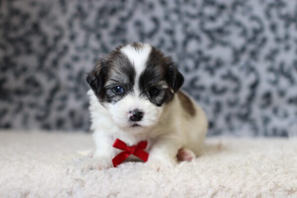 3455aaBob-Teddy-Bear-Puppy-The-Puppy-Lodge-scaled.jpg
